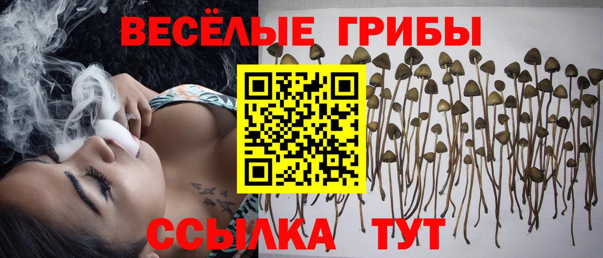 Вятские Поляны  хочу   Вход с VPN  Галлюциногенные грибы GOLDEN TEACHER 